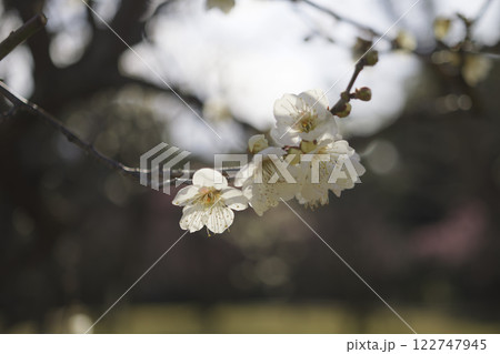 春風にそよぐ梅の花 春風にそよぐ梅の花 122747945