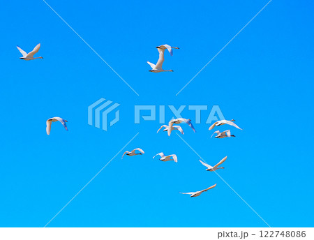 飛翔する白鳥 飛翔する白鳥 122748086