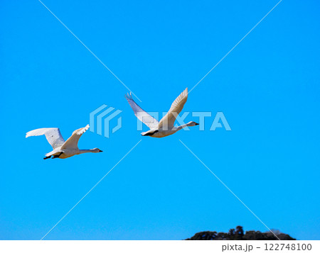 青空を飛ぶ白鳥 青空を飛ぶ白鳥 122748100