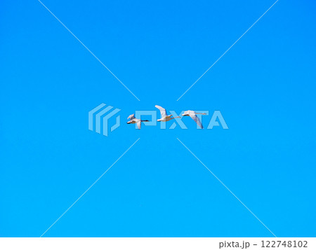 青空を飛ぶ白鳥 122748102