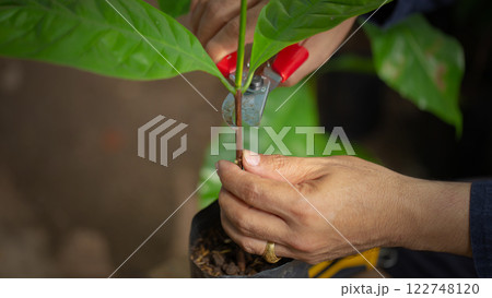 Grafting coffee shoots is a technique used to propagate coffee plants by joining a shoot from a desirable coffee variety onto a rootstock from another plant Grafting coffee shoots is a technique used to propagate coffee plants by joining a shoot from a desirable coffee variety onto a rootstock from another plant 122748120