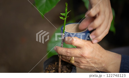 Grafting coffee shoots is a technique used to propagate coffee plants by joining a shoot from a desirable coffee variety onto a rootstock from another plant 122748123