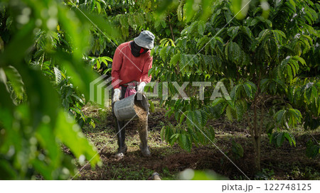 Fertilizing coffee plants in coffee plantations 122748125