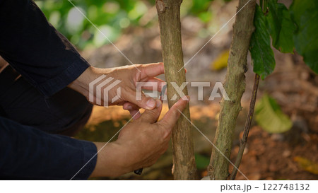 Grafting coffee shoots is a technique used to propagate coffee plants by joining a shoot from a desirable coffee variety onto a rootstock from another plant 122748132