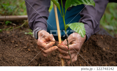 Man planting coffee seedlings in a coffee plantation surrounded by soil and natural 122748142