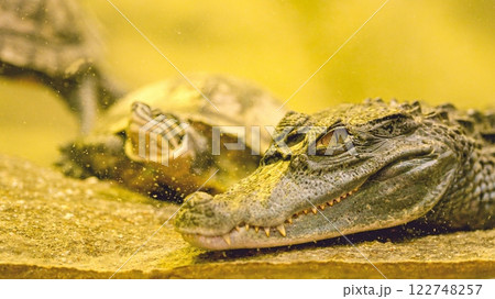 Scary crocodile resting near turtle in enclosure 122748257