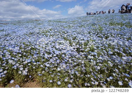 ネモフィラの花が咲き誇る国営ひたち海浜公園 ネモフィラの花が咲き誇る国営ひたち海浜公園 122748289