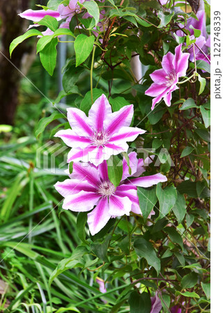 クレマチス 122748339