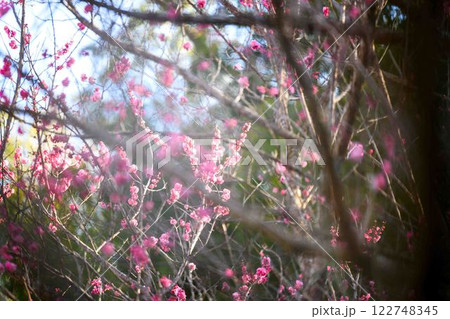 太陽光芒の輝きに映える紅色の可憐に咲き誇る梅の花クローズアップ　(百梅園)　熊本市西区島崎 122748345