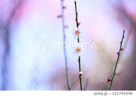 太陽光芒の輝きに映える白色の可憐に咲き誇る梅の花クローズアップ　(百梅園)　熊本市西区島崎 122748346