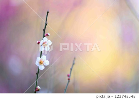 太陽光芒の輝きに映える白色の可憐に咲き誇る梅の花クローズアップ　(百梅園)　熊本市西区島崎 122748348