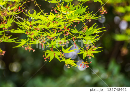 イロハモミジ若葉と花 122748461
