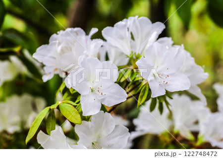 白いツツジ 122748472