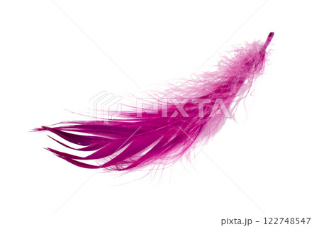 Pink elegant bird feather isolated on the white background Pink elegant bird feather isolated on the white background 122748547