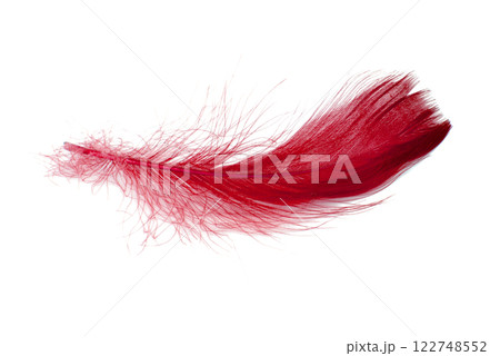 Red elegant bird feather isolated on the white background 122748552
