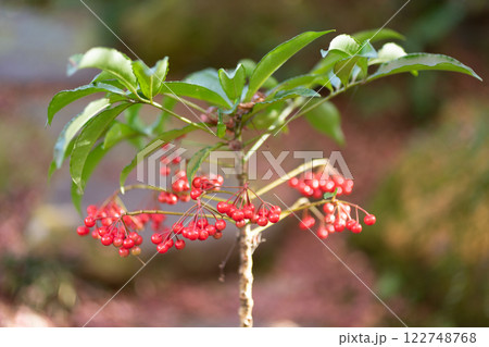 南天のイメージ　(写真素材) 122748768