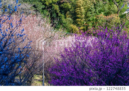 美しく映える梅の花　　観光名所「宮本武蔵ゆかりの座禅石」　谷尾崎梅林公園(熊本市) 122748835