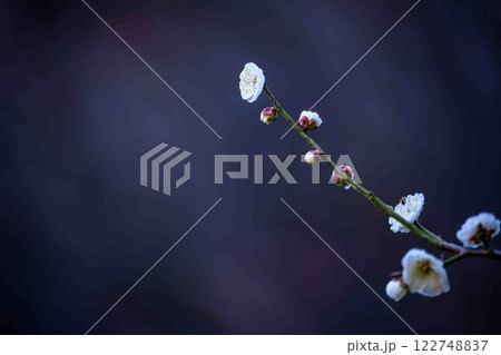 美しく映える梅の花 観光名所「宮本武蔵ゆかりの座禅石」 谷尾崎梅林公園(熊本市) 美しく映える梅の花 観光名所「宮本武蔵ゆかりの座禅石」 谷尾崎梅林公園(熊本市) 122748837