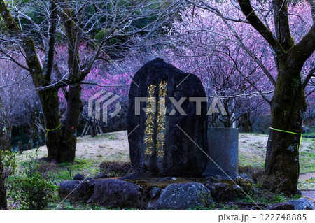 美しく映える梅の花 観光名所「宮本武蔵ゆかりの座禅石」 谷尾崎梅林公園(熊本市) 美しく映える梅の花 観光名所「宮本武蔵ゆかりの座禅石」 谷尾崎梅林公園(熊本市) 122748885