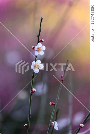 美しく映える梅の花　　観光名所「宮本武蔵ゆかりの座禅石」　谷尾崎梅林公園(熊本市) 122748886