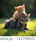 公園の芝生で遊ぶ猫 122748922