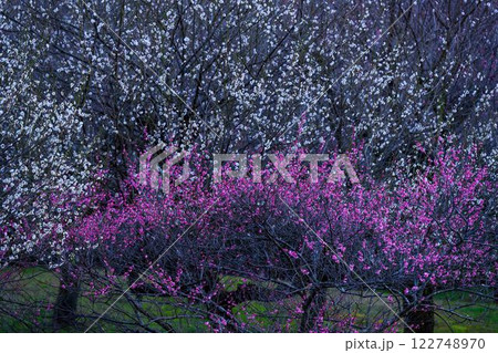 美しく映える梅の花 観光名所「宮本武蔵ゆかりの座禅石」 谷尾崎梅林公園(熊本市) 美しく映える梅の花 観光名所「宮本武蔵ゆかりの座禅石」 谷尾崎梅林公園(熊本市) 122748970