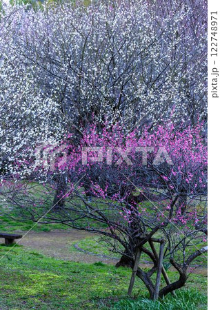 美しく映える梅の花　　観光名所「宮本武蔵ゆかりの座禅石」　谷尾崎梅林公園(熊本市) 122748971