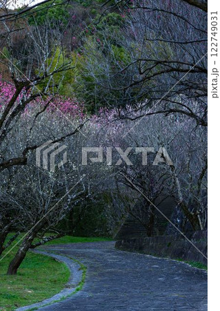 遊歩道から観える梅園公園風景「可憐な梅が咲き誇る百梅園」熊本市西区島崎 122749031