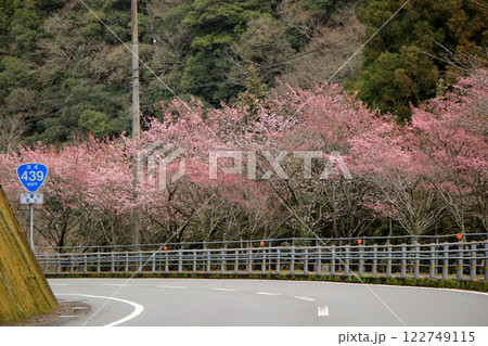 満開の桜のトンネルを抜けるような道路 満開の桜のトンネルを抜けるような道路 122749115