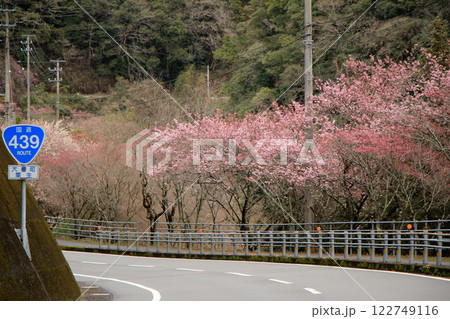 満開の桜のトンネルを抜けるような道路 満開の桜のトンネルを抜けるような道路 122749116