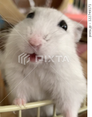 笑ってるハムスター 笑ってるハムスター 122749171