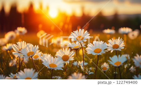flower chamomile daisy natural landscape banner. Chamomile flower field. 122749400