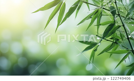 Bamboo leaves. The sun is shining through the leaves. Leaves are green and lush. 122749406