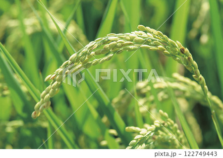 稲穂 122749443