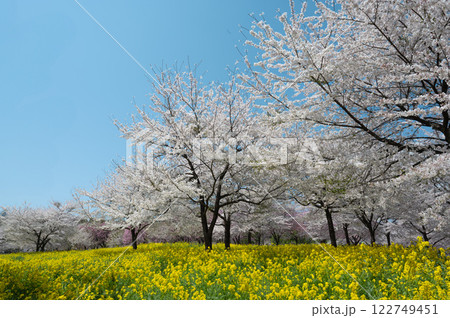 桜と青空と菜の花畑 桜と青空と菜の花畑 122749451