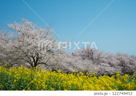 桜と青空と菜の花畑 122749452