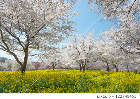 桜と青空と菜の花畑 桜と青空と菜の花畑 122749453