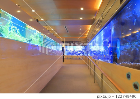 板橋区立熱帯環境植物館　ミニ水族館 122749490