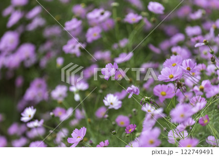 コスモス畑に咲くピンク色のコスモス 122749491