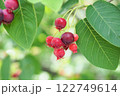 庭になる赤いジューンベリーの実 122749614