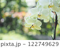 美しく咲く白い花　胡蝶蘭 122749629