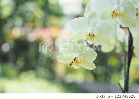 美しく咲く白い花　胡蝶蘭 122749629