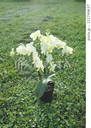 美しく咲く白い花　胡蝶蘭 122749637