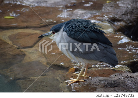 獲物を狙うゴイサギ 122749732