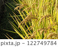 秋の稲のイメージ写真 122749784