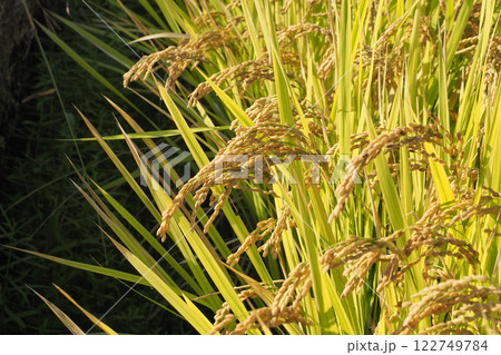 秋の稲のイメージ写真 122749784