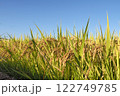 青空をバックに黄金色に光る稲穂 122749785