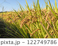 青空をバックに黄金色に光る稲穂 122749786