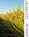 青空をバックに黄金色に光る稲穂 122749787