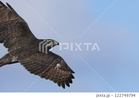 オオタカ飛翔 goshawk オオタカ飛翔 goshawk 122749794